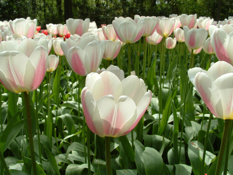 hoa tulip,damayman.com,