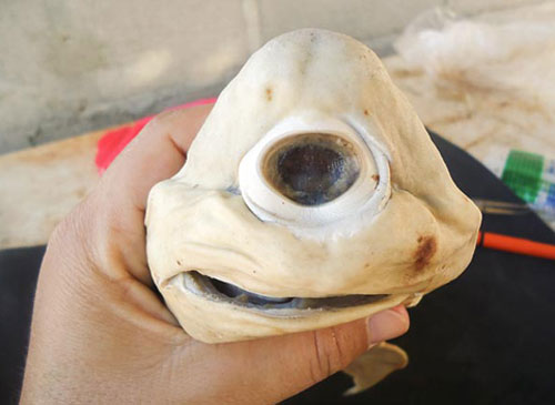 damayman.com,tỳ hưu